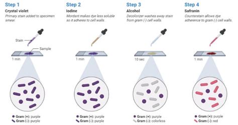 Gram Staining Principle Reagents Procedure Steps Results