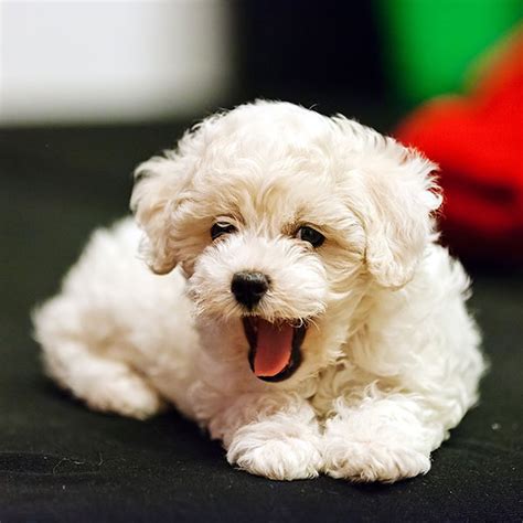 1 Bichon Frise Puppies For Sale By Uptown Puppies