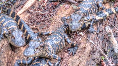 Backyard Birdingand Nature Cute Baby Alligators