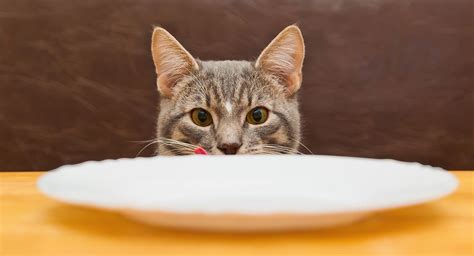 Cats and kittens are considered true carnivores so they need to have wet food in their diets. Your Guide To The Very Best Diabetic Cat Food (With images ...