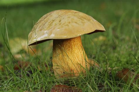 Netzstieliger Hexenr Hrling Suillellus Luridus Picture Mushroom
