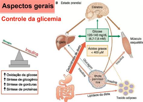Mapa Mental Controle Da Glicemia Farmacologia E Terapêutica