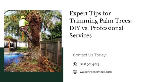 Expert Tips For Trimming Palm Trees Diy Vs Professional Services