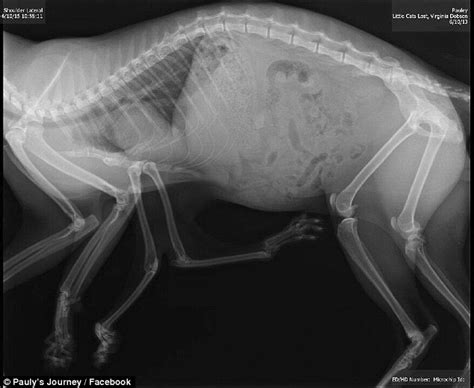 Pauly The Cat Has Six Legs Daily Mail Online