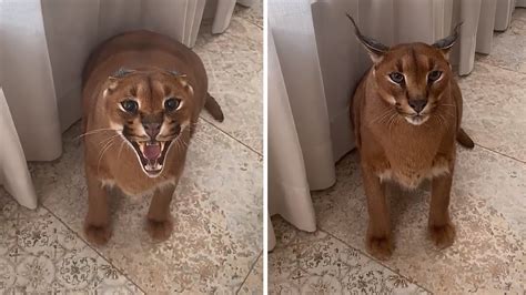 Angry Caracal Adorably Flops His Ears Shorts Youtube