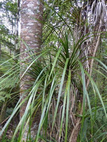 5 Kiekie Facts Tasty And Useful Plant New Zealand Nature Guy