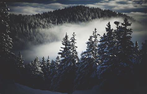 Snowy Dark Forest Wallpaper