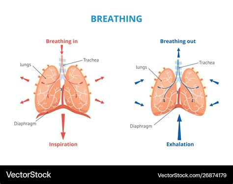 Respiratory System Human Breathing Airway Vector Image Free Nude Porn