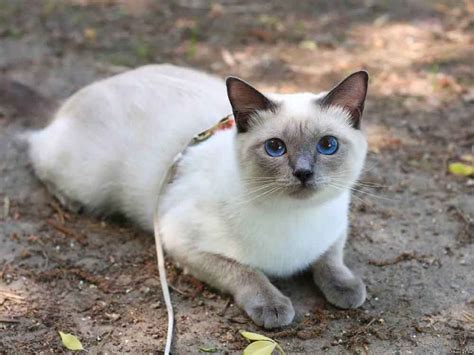Siamese Cat Breed Information And Facts Pictures Pets Feed