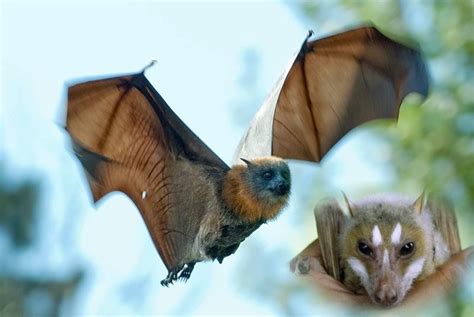 Flying Fox Bat Save Our Green