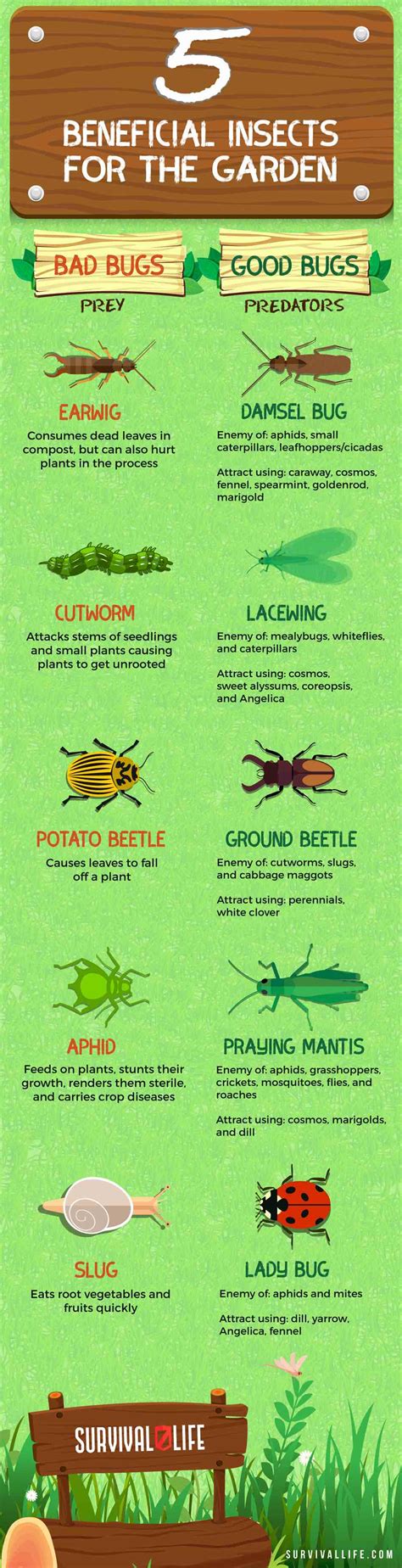 Beneficial Insects For The Garden Good Bugs Vs Bad Bugs