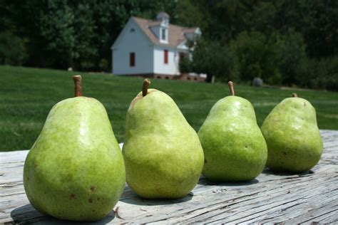 4 Pears W Privy Bg Rileys Farm Rileys Farm