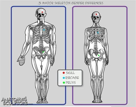 Male Vs Female Skeleton Skeleton Pinterest