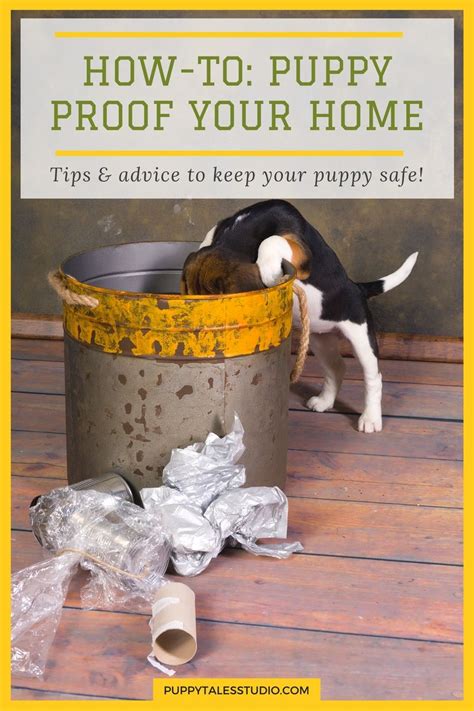 How To Puppy Proof Your Home Tips And Advice To Keep Your Puppy Safe