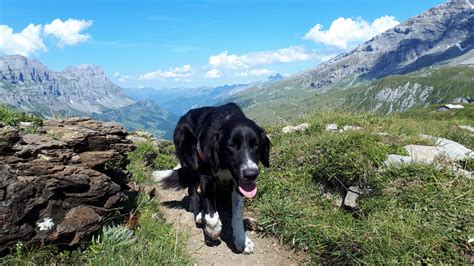 Wann sind sie nach deutschland gekommen? Gut unterwegs: Wann braucht mein Hund eine Pause?