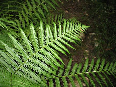 Elles sont donc tout indiquées pour donner de la verdure à votre fougère d'une rare délicatesse, la capillaire compte parmi les plantes les plus cultivées en. Fleurs du Roussillon