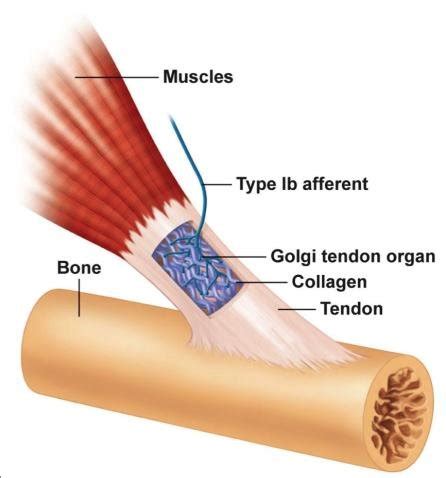 Both are made of collagen. 5 Schematic illustration of a tendon organ. (Retrieved ...