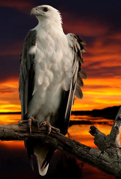 Орел величественная хищная птица