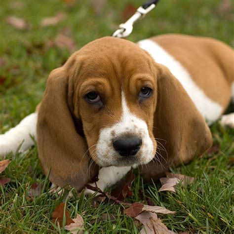 1 Basset Hound Puppies For Sale In Boston Ma Uptown