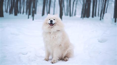 White Samoyed Dog In Winter Stock Video Footage Storyblocks