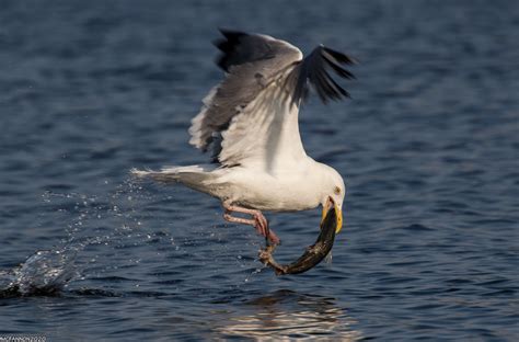 Herring Gull A Herring Gull Catches A Dead Fish Mcfannon Flickr