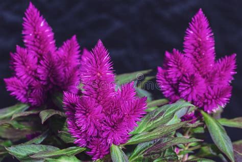 Celosia Plumosa A Species Of Celosia Flower Stock Image Image Of