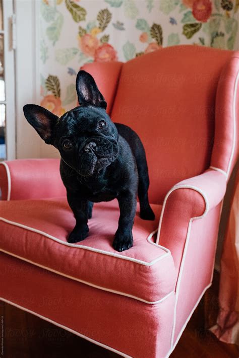 Black French Bulldog On Pink Couch Del Colaborador De Stocksy J