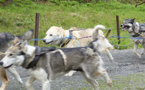 Denali Sled Dog Kennel Tour And Program The Good The Bad And The Rv