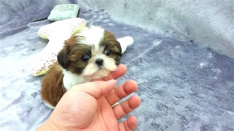 Their coats require a lot of brushing and maintenance when kept. Micro teacup Shih Tzu puppies for sale - YouTube