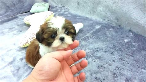 Check out our tiny teacup puppy selection for the very best in unique or custom, handmade pieces from our shops. Micro teacup Shih Tzu puppies for sale - YouTube
