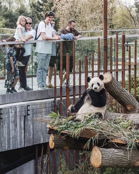 Big Completes Yin And Yang Shaped Panda House At Copenhagen Zoo Free