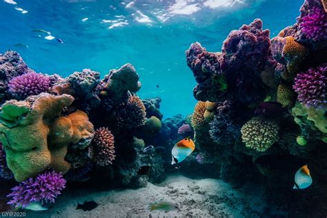 Coral Reefs Vishnu Ias