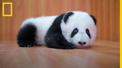 Actualizar 71 Images Oso Panda Recien Nacido Fotos Viaterra Mx