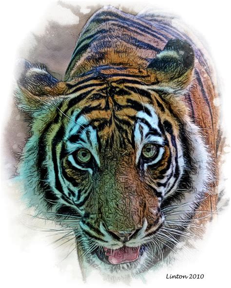 Bengal Tiger Digital Art By Larry Linton Fine Art America