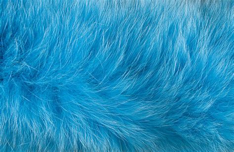 50800 Blue Fur Texture Stock Photos Pictures And Royalty Free Images
