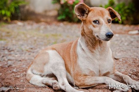 Confira Quais São As 10 Raças De Cachorro Mais Populares Do Brasil