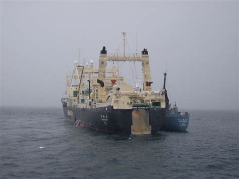 Sea Shepherd Finds Japanese Factory Whaling Ship
