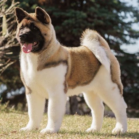 The 12 Oldest Dog Breeds Discover Ancient Dog Breeds