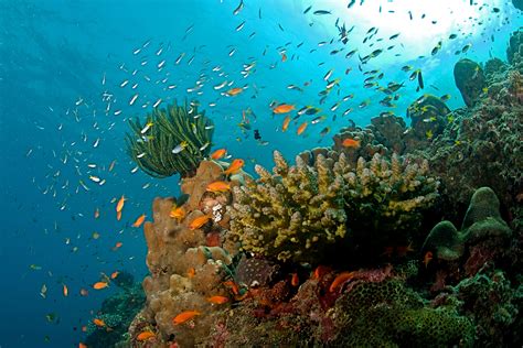 [Commentary] Conserving marine ecosystems through the Wild Life ...