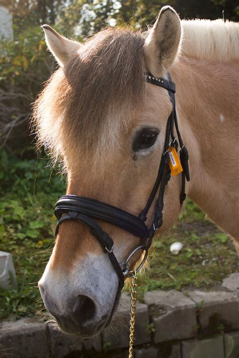 Ålesund Rideklubb Hester Til Salgs