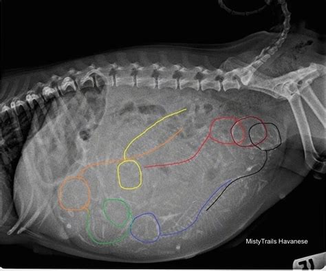 When To Get Pregnant Dog X Ray