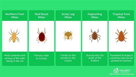 How To Get Rid Of Chicken Mites Hooks Caltome