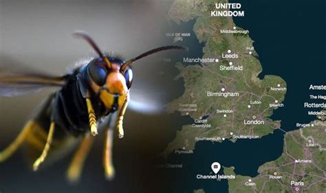 Asian Hornet Uk Map The Nests Found In Britain As Invasion Of Killer Hornets Rages On Nature