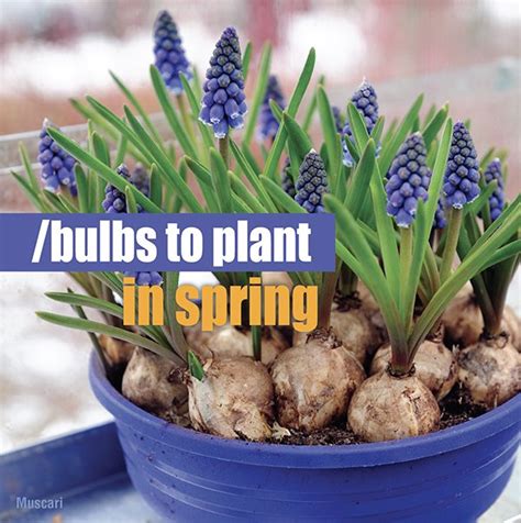 Bulbs To Plant In Spring About The Garden Magazine