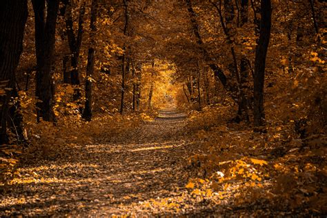 Autumn Forests Foliage Trees Trail Hd Wallpaper Rare Gallery