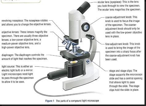 29 Microscope Parts And Functions Worksheet Worksheet Resource Plans