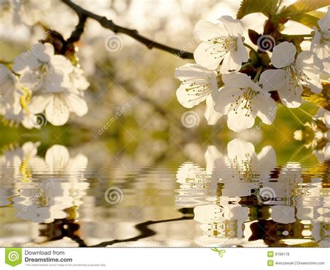 Beautiful White Spring Tree Flowers Stock Photo Image Of