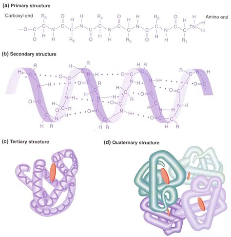 Fajarv Protein Structure Amino Acids