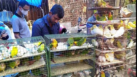 Recent Bird Price Update Galiff Street Bird Market Kolkata Cheap