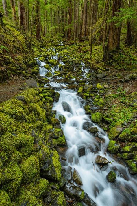 Rain Forest And Cascades Along Sol Duc Falls Trail Stock Photo Image